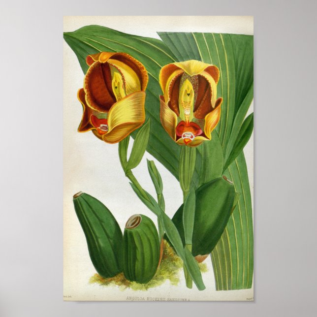 Anguloa Ruckerii Sanguine Lindenia Orchid Poster (Framsidan)