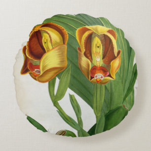 Anguloa Ruckerii Sanguine Lindenia Orchid Rund Kudde