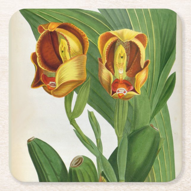 Anguloa Ruckerii Sanguine Lindenia Orchid Underlägg Papper Kvadrat (Framsidan)