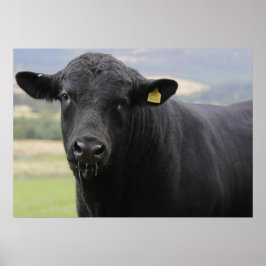Angus Black beef-tjur Poster