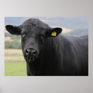 Angus Black beef-tjur Poster