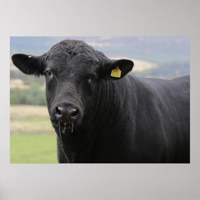 Angus Black beef-tjur Poster (Framsidan)