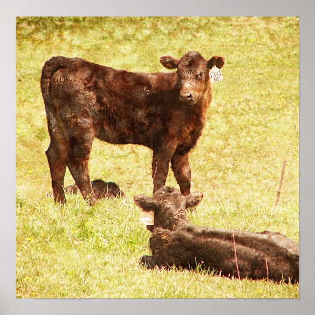 Angus Calves på betesgång Poster (Framsidan)