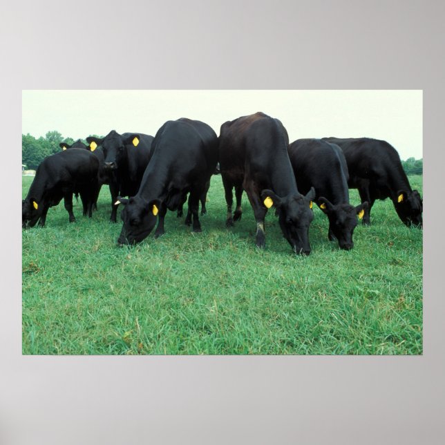 Angus cattle poster (Framsidan)