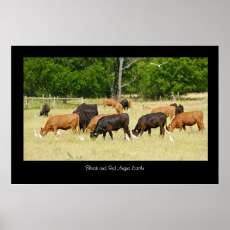 Angus Cattle Poster Skriv ut
