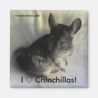 Angus Chinchilla Magnet