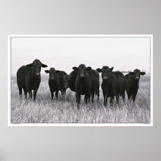 Angus Gang - Black Angus Cattle - Texas Poster