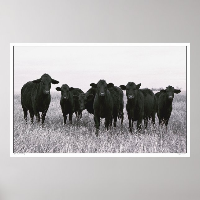 Angus Gang - Black Angus Cattle - Texas Poster (Framsidan)