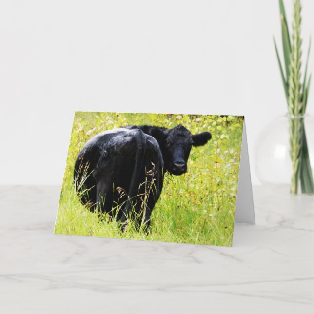 Angus Steer i Tall Gult Grass Kort (Framsida)