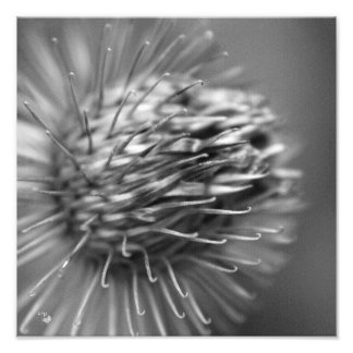 anhänglich - Premium Fotodruck Satin schwarzweiß Fototryck