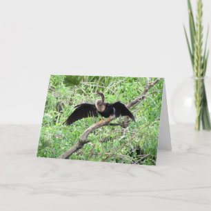 Anhinga (0071)-hälsningskort kort
