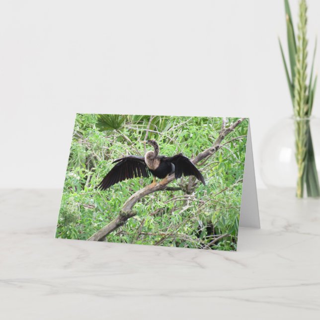 Anhinga (0071)-hälsningskort kort (Framsida)