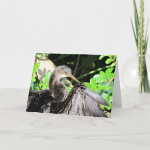 Anhinga (2864) kort
