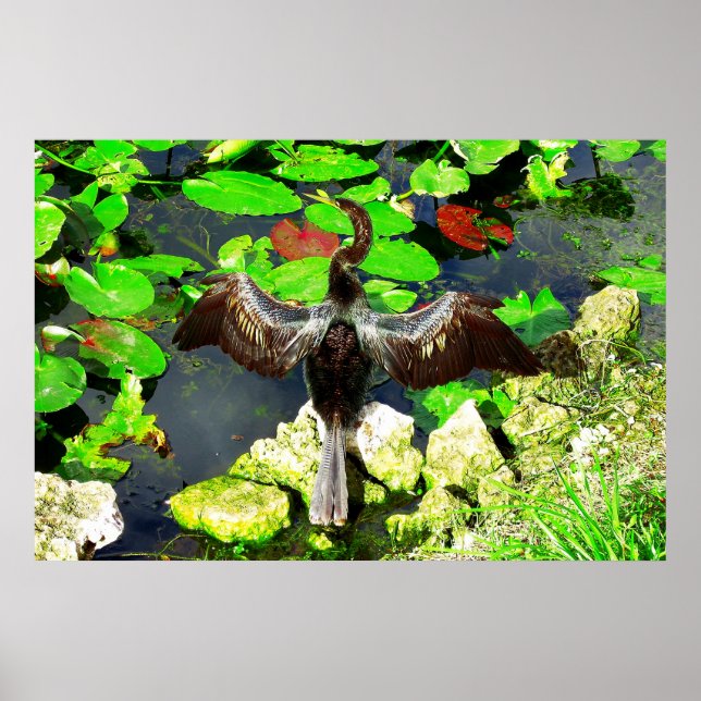 Anhinga bird, Everglades nationalpark, FL Poster (Framsidan)