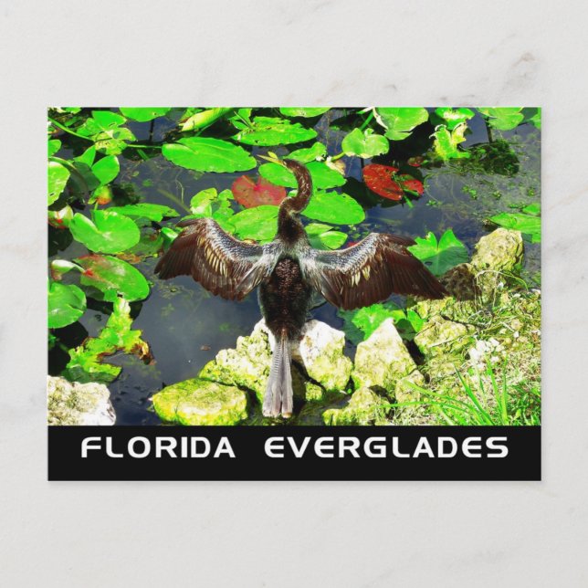 Anhinga bird, Everglades nationalpark, FL Vykort (Framsida)