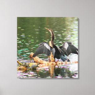 Anhinga Bird Kanvastryck