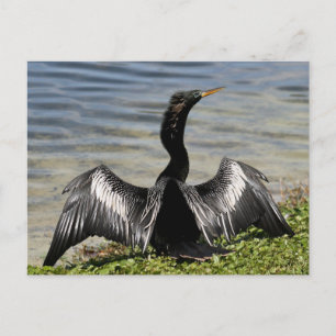 Anhinga Bird Postcard Vykort