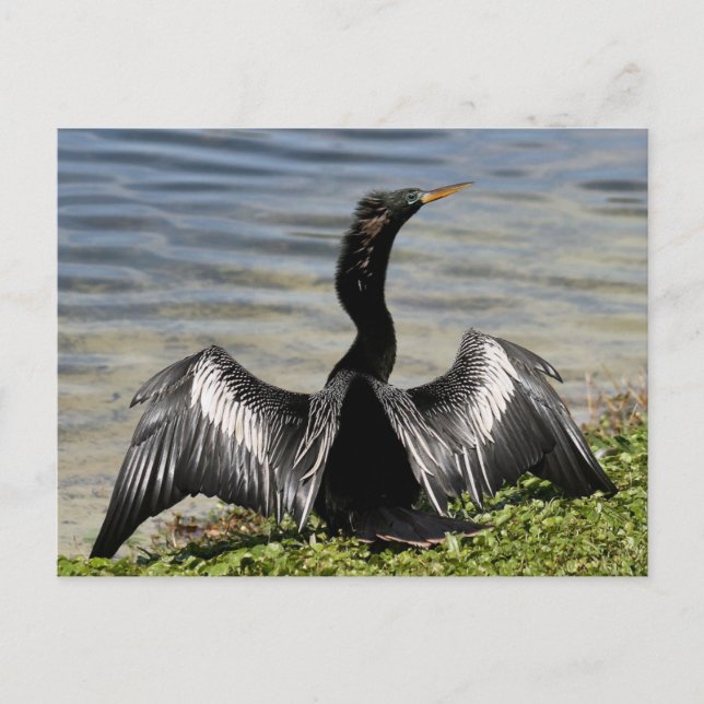 Anhinga Bird Postcard Vykort (Framsida)
