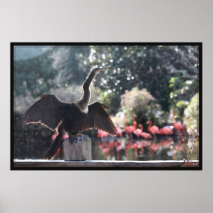 Anhinga Drying Poster -60 x 40 -andra storlekar oc