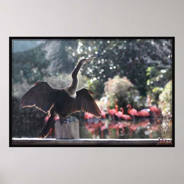 Anhinga Drying Poster -60 x 40 -andra storlekar oc (Framsidan)