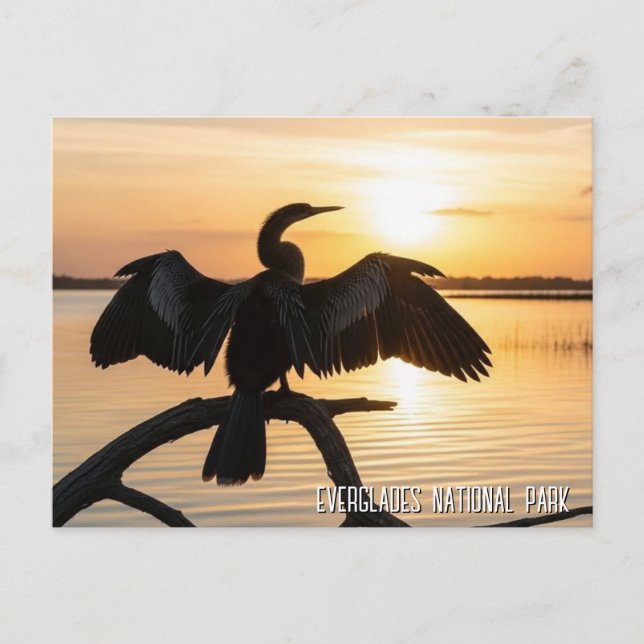 Anhinga Everglades National Park Vykort (Framsida)