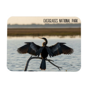 Anhinga Everglades nationalpark Magnet