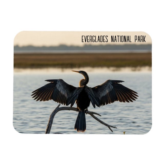 Anhinga Everglades nationalpark Magnet (Horisontell)