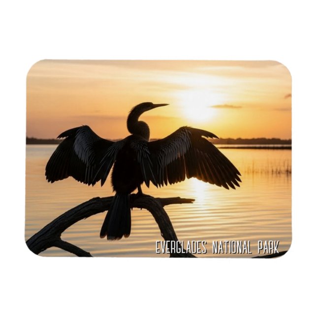 Anhinga Everglades nationalpark Magnet (Horisontell)