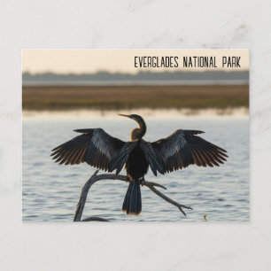 Anhinga Everglades nationalpark Vykort