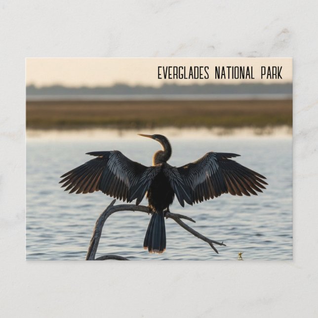 Anhinga Everglades nationalpark Vykort (Framsida)