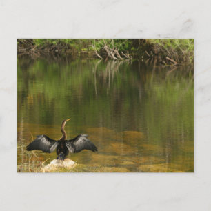 Anhinga i Everglades - Affärskortet Vykort
