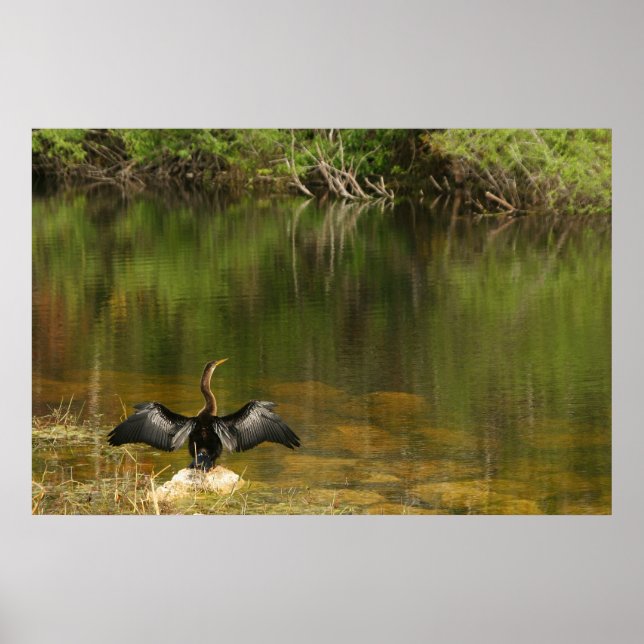 Anhinga i Everglades Poster (Framsidan)