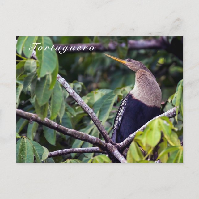 Anhinga i Tortugueros nationalpark - Costa Rica Vykort (Framsida)