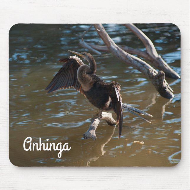 Anhinga Musmatta (Framsidan)
