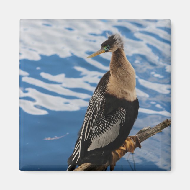 Anhinga Photo Square Magnet (Framsidan)