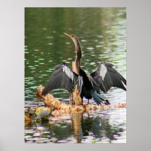 Anhinga som Poster sina fäder Foto