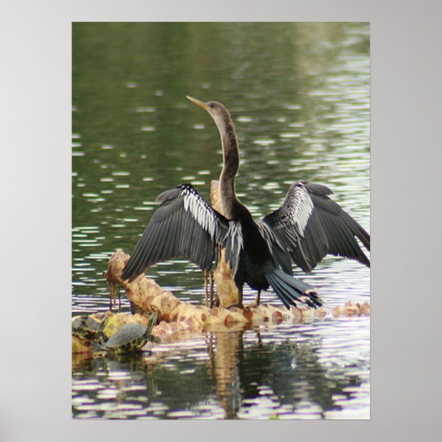 Anhinga som Poster sina fäder Foto (Framsidan)