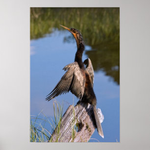 Anhinga vid Pond Poster