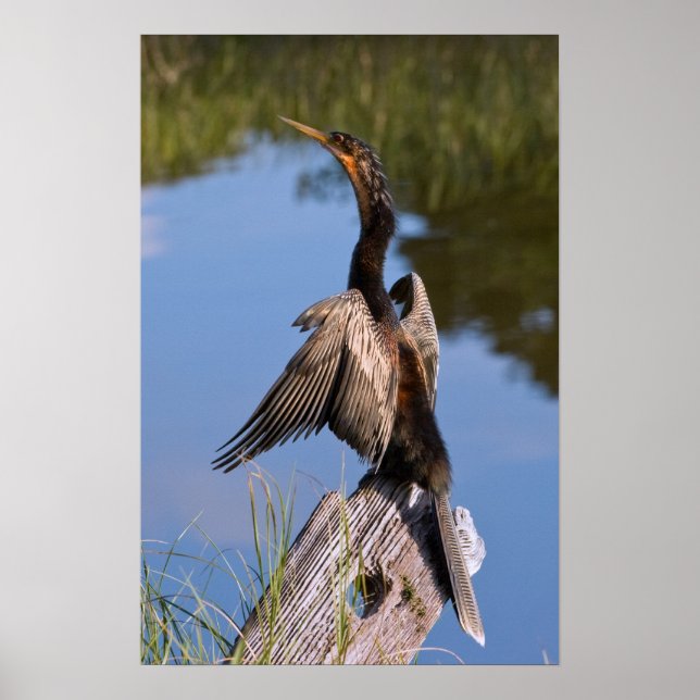 Anhinga vid Pond Poster (Framsidan)