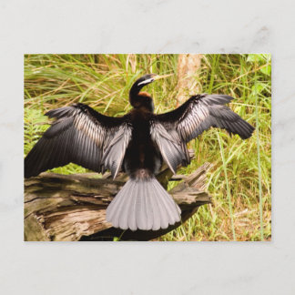 Anhinga Vykort