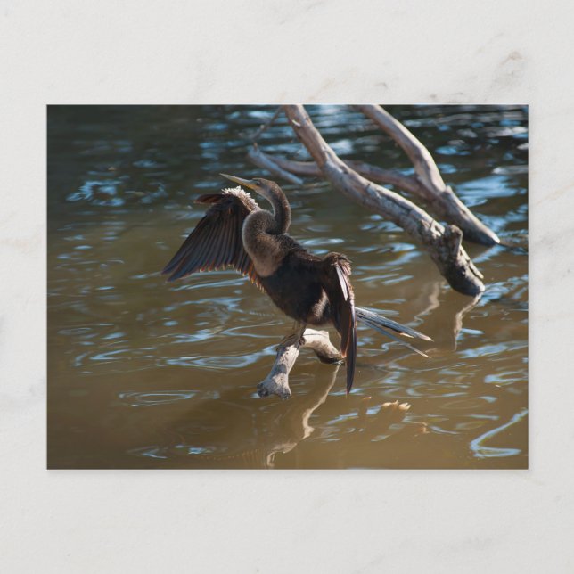 Anhinga Vykort (Framsida)