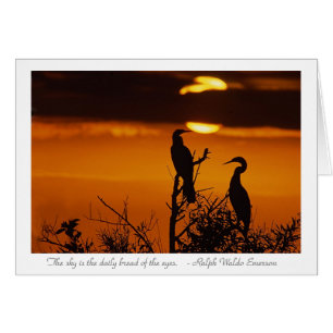 Anhingas vid Sunrise Hälsningskort