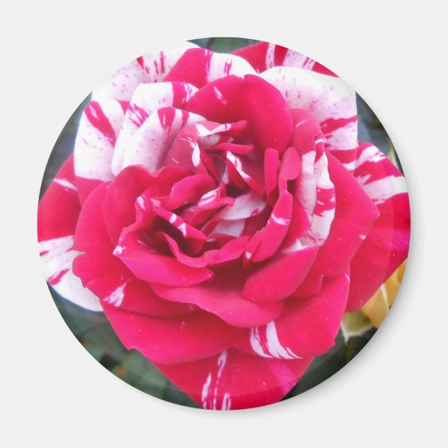 Anicia Magnet (Framsidan)