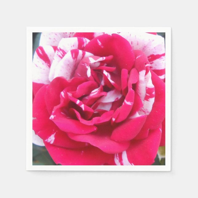 Anicia Pappersservett (Framsidan)