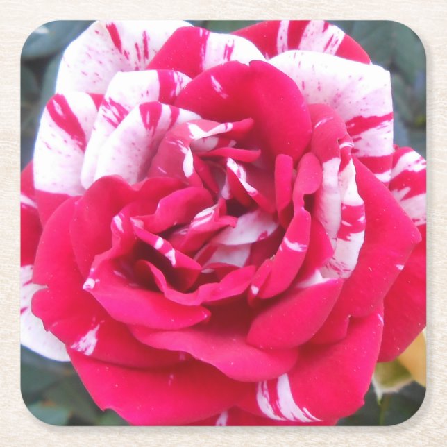 Anicia Underlägg Papper Kvadrat (Framsidan)