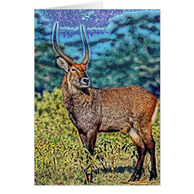 Animal37 Hälsningskort (Framsidan)