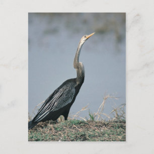 Animal-Anhinga Vykort