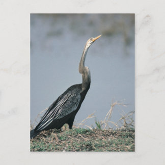 Animal-Anhinga Vykort