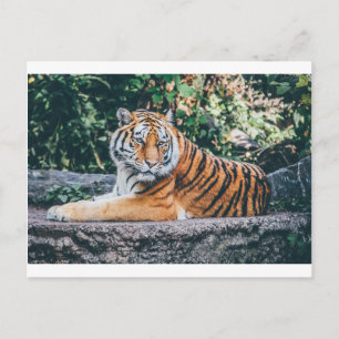 Animal Big Cat Safari Tiger Vild katt Wildlife Zoo Vykort