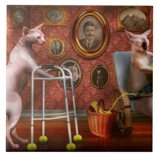 Animal - Cat - Retirement home for cats Kakelplatta (Framsidan)